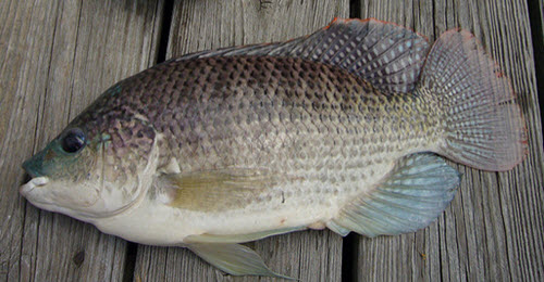 ND41 tilapia is breed using blue tilapia
